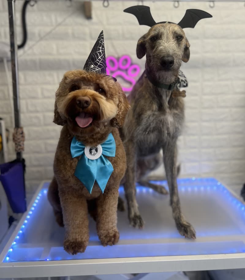 Two dogs posing together on a lit grooming table, an apricot cockapoo and a tall grey deerhound-type dog