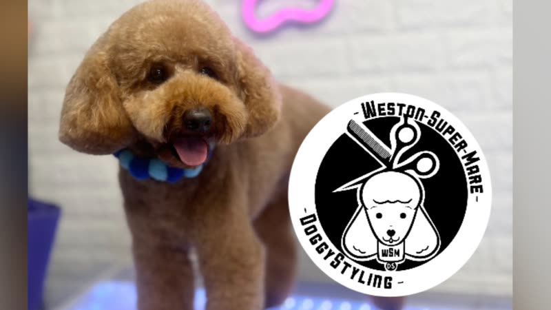A freshly groomed apricot cockapoo standing on a grooming table against a white brick wall
