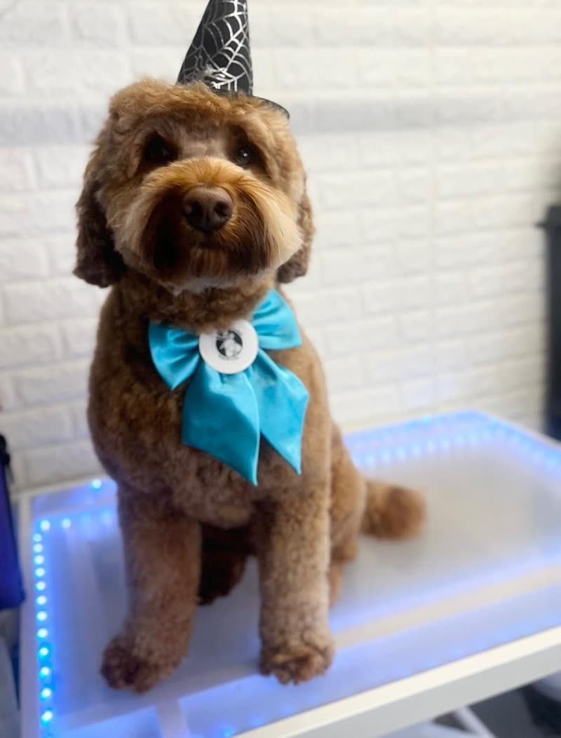A groomed apricot cockapoo sitting on an illuminated grooming table in a styled bow