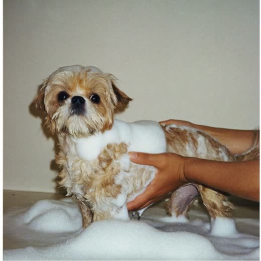 A small dog being bathed and lathered with shampoo