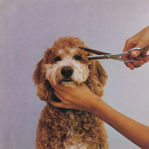 Scissors trimming the coat of a curly-coated dog