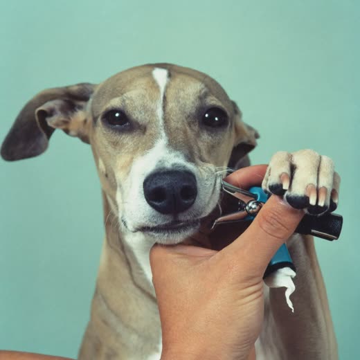 A dog's paw held in a hand while its nails are clipped