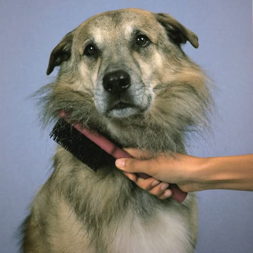 A dog's coat being brushed out with a slicker brush